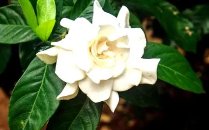gardénia