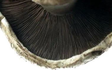 shiitake