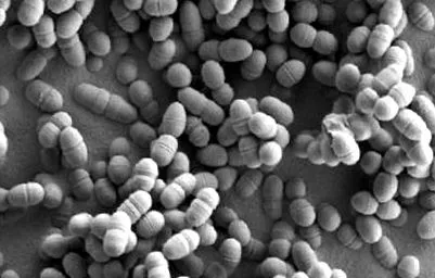 Lactobacillus lactis