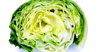 lactuca