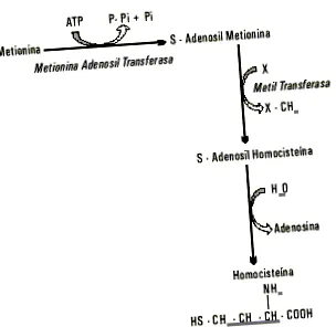 kapcsolata