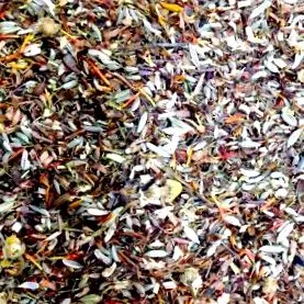 rooibos