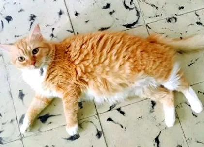 котешка