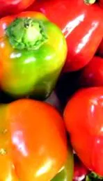 bors
