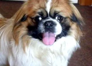 wikipets
