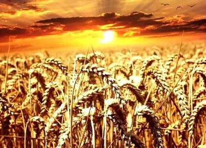 храни