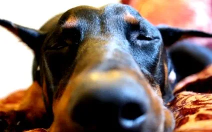 dobermans