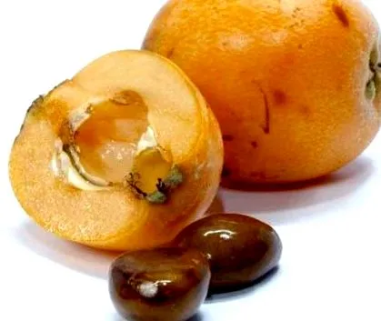 loquat