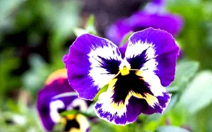 periwinkle