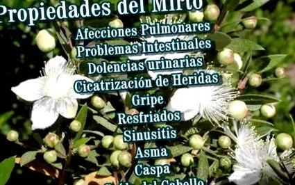 myrtle