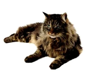 сибирската котка