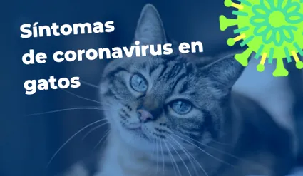 коронавирус котки