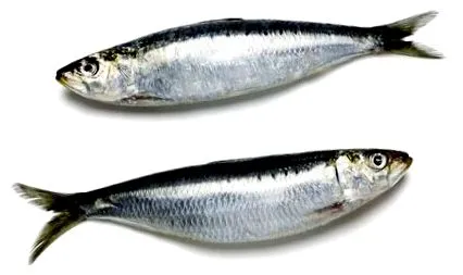 сардина