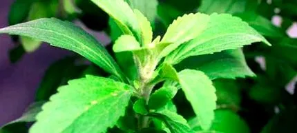 stevia