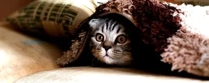 котка