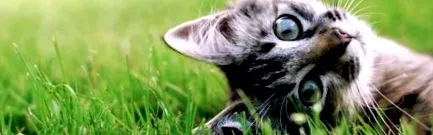 felv