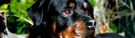hivatalos rottweiler