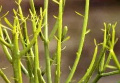 euphorbia