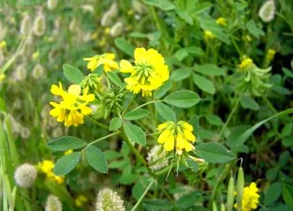 trigonela