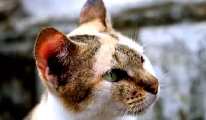 котките