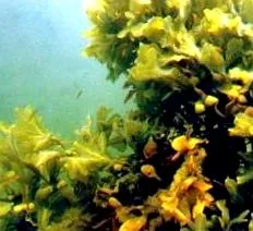 alga