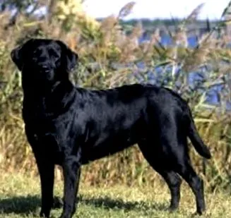 labradori