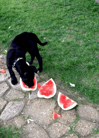 retriever kiskutya