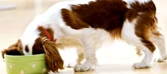 purina