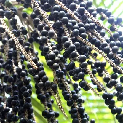 açaí