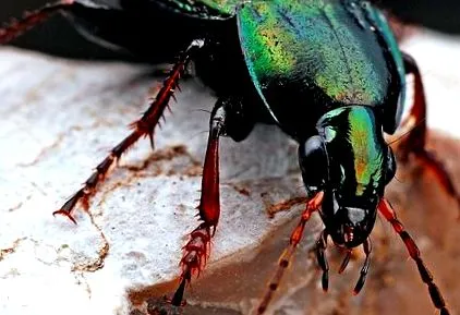 beetle