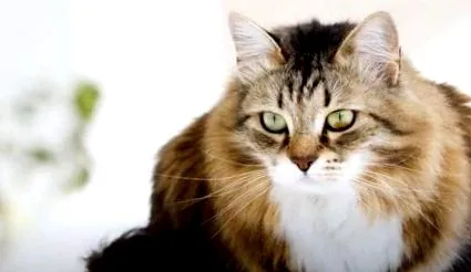 котки