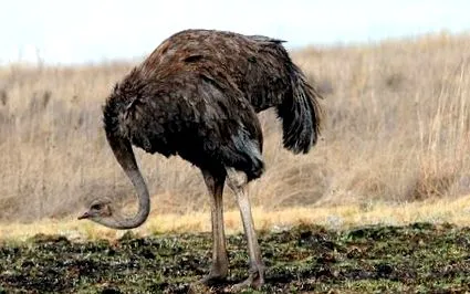 avestruzpedia