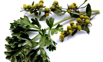 artemisia
