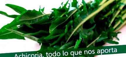 chicory