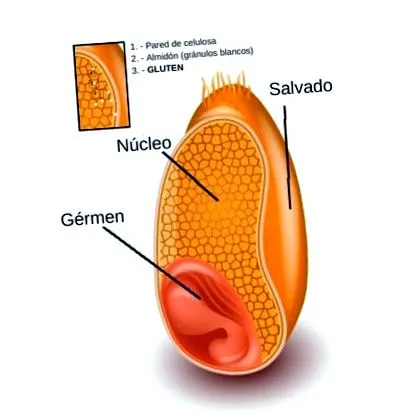 gluténmentes