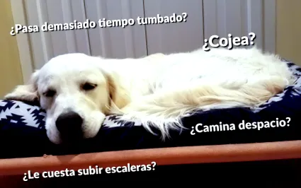 gyulladása