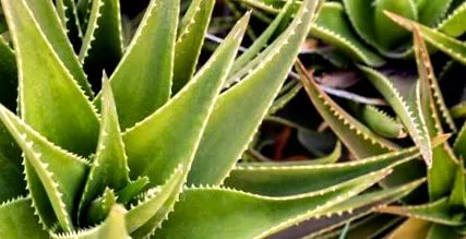 aloe