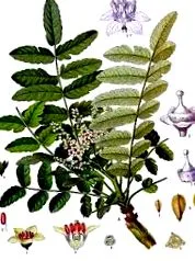 boswellia