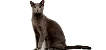 amit