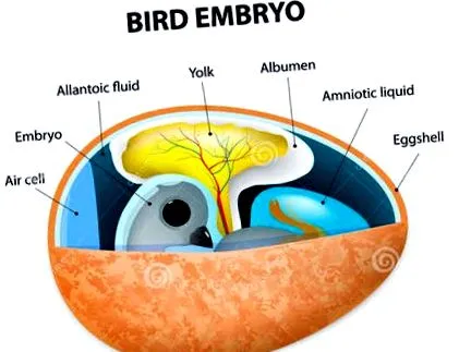 előnyei