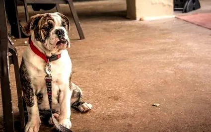 bulldog