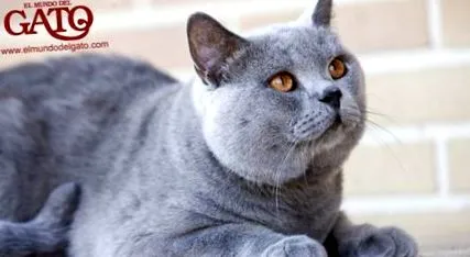 короткошерста джентльмен