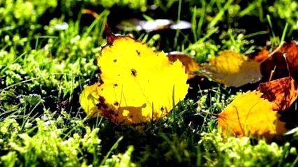 betula