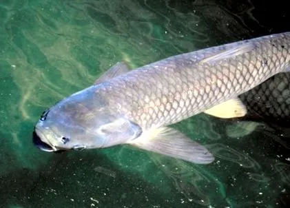 amur