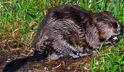 Castor canadensis