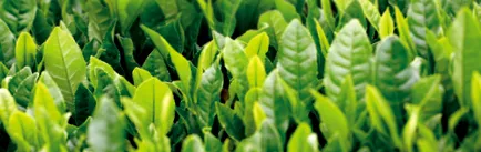 sinensis