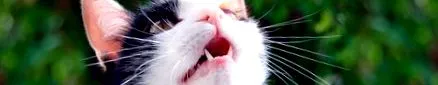 котката
