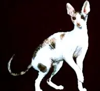 Корниш Рекс