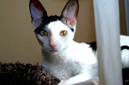 корниш