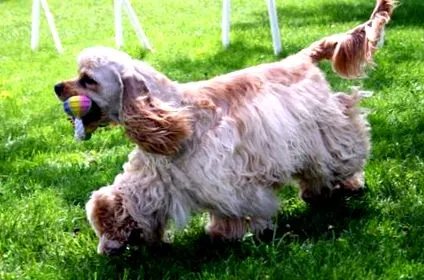 spaniel